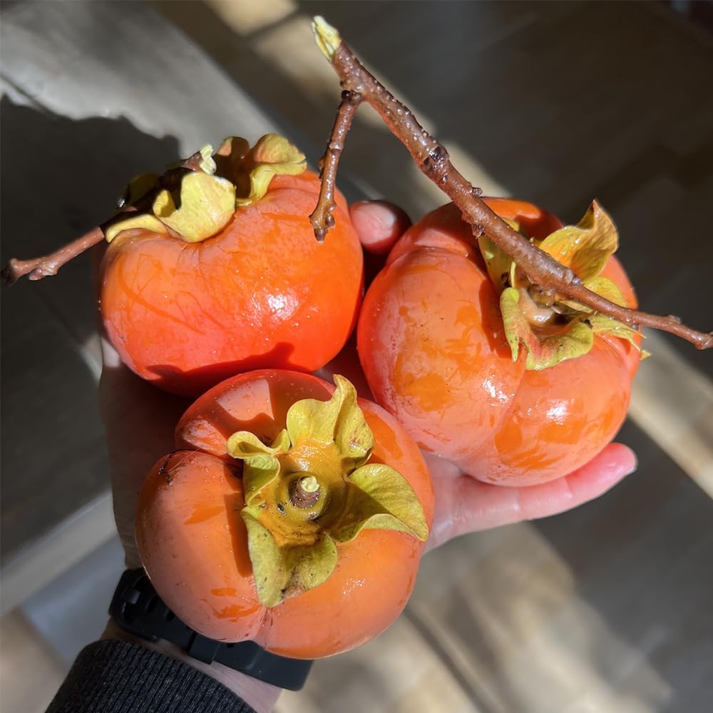 Mixrug 30+ Organic Fuyu Persimmon Seeds for Planting Outdoors,Diospyros Seeds Non-GMO Heirloom,Cold Hardy Fruit Tree Seed High Germination for Home Outdoor Garden