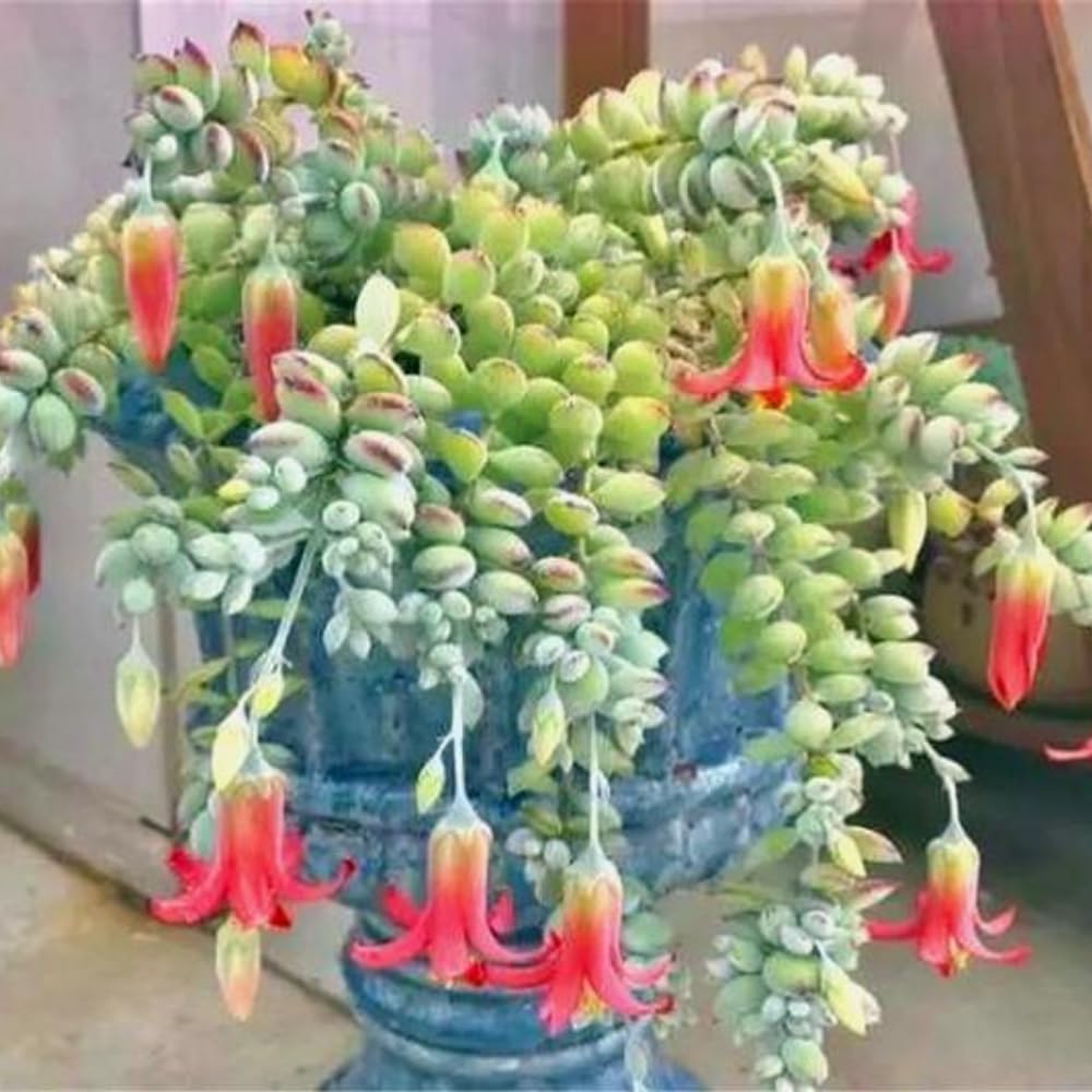 Cotyledon Pendens Succulent Live Plant Potted, Trailing Succulent Rare House Plant for Home Office Decoration, Indoor Outdoor Growing, 4" Pot, Starter Plants