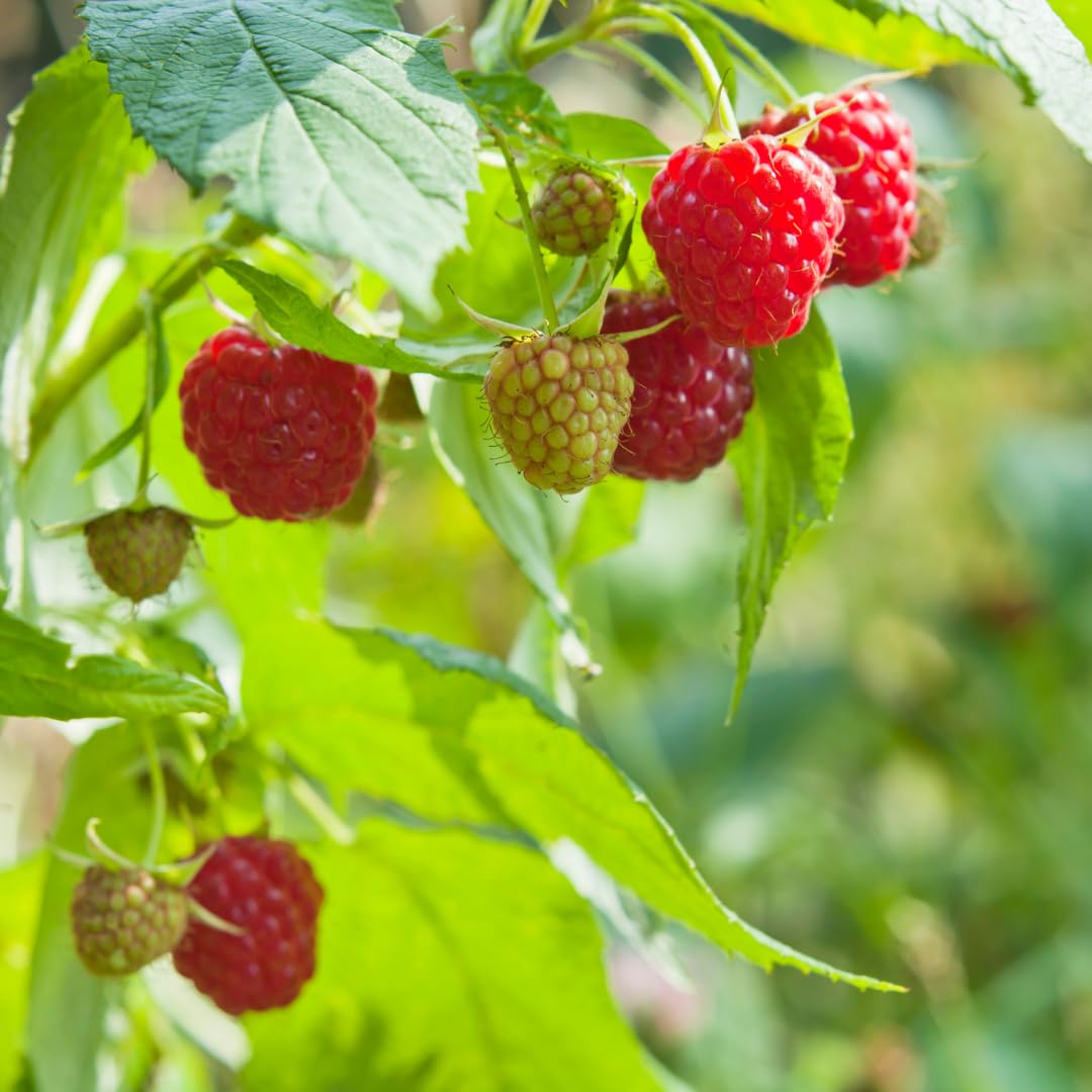 Set of 2 Live Red Raspberry Plants, Sweet Berry Shrubs, 3 Inch Pot for Growing
