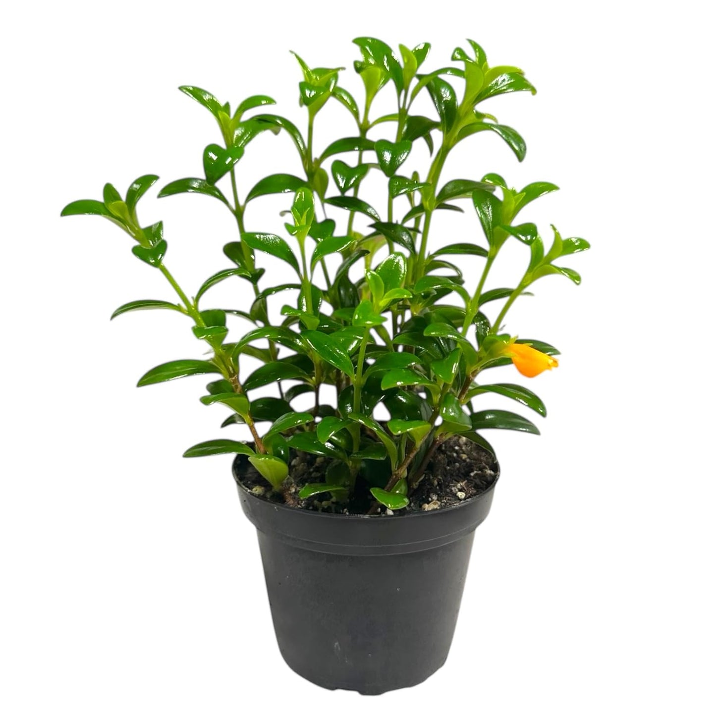 Trailing Goldfish Plant Live, Pet Friendly, Live Indoor Plant, 4 inch Pot - Hopewind Plants Shop