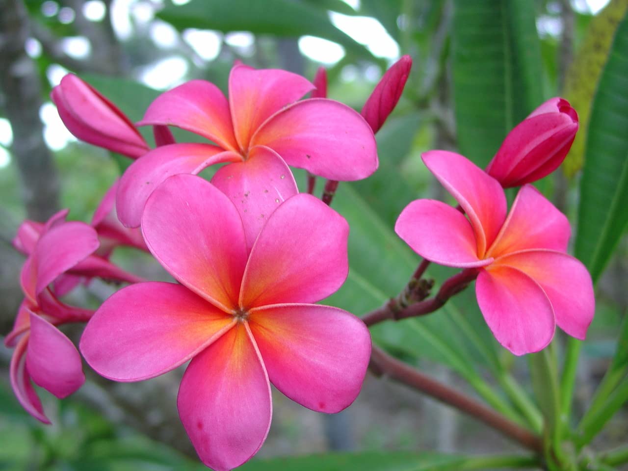 Pink Plumeria Plant Cuttings Live Hawaiian Tropical Plants 9-12 inches Long 1 Pack Discount Hawaiian Gifts
