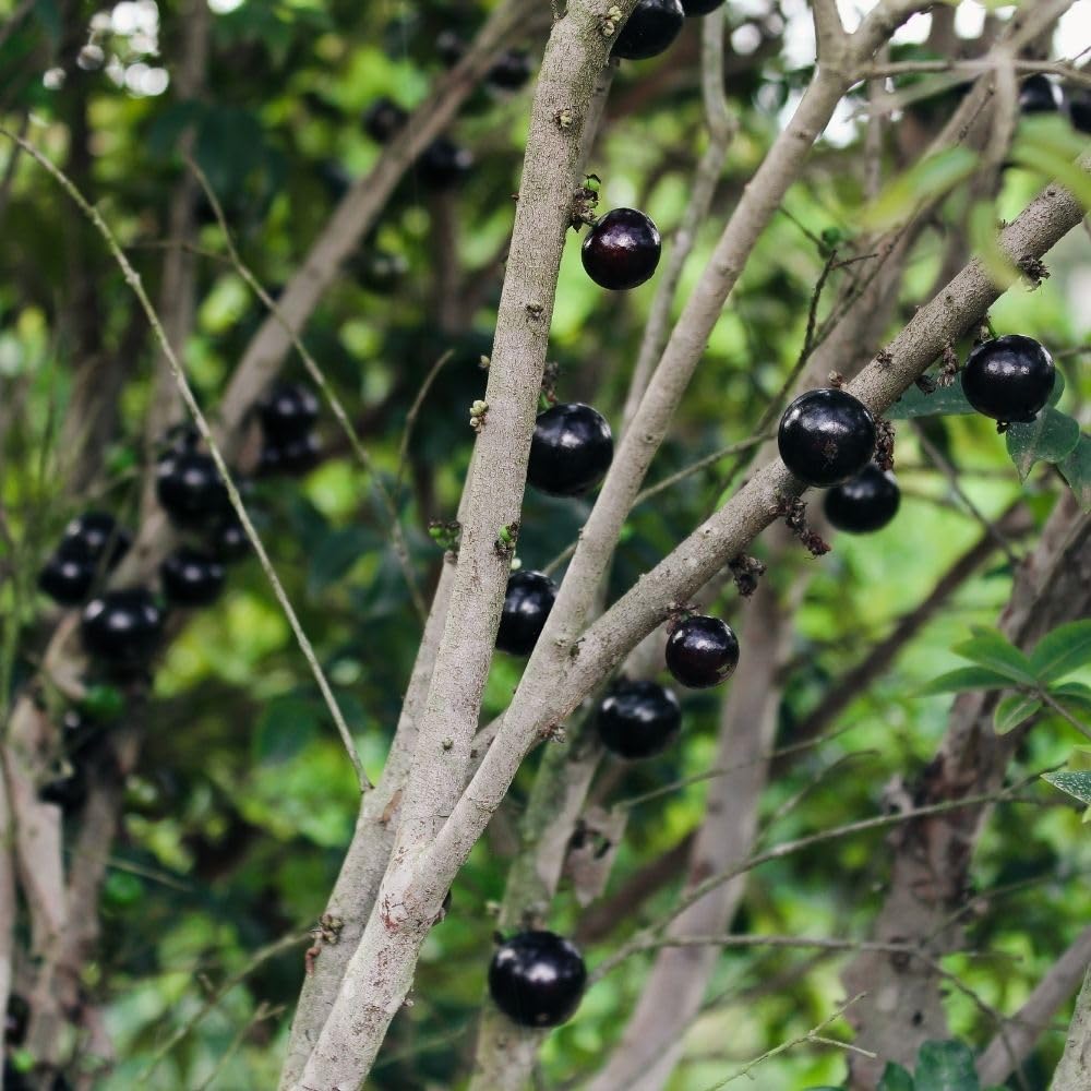 Sweet Black Jaboticaba Tree Live Plant, 2-3 Feet Tall, Jaboticaba Fruit Plants Live in 3 Gallon Pot, Jabuticaba Grapetree for Planting Outdoor Indoor, No Ship to CA