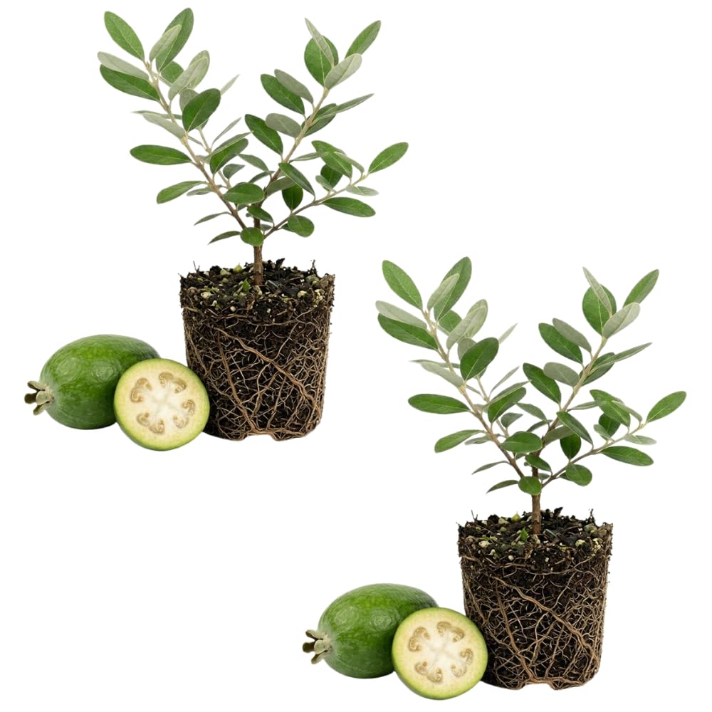 Set of 2 Guava Tree Live Plant, Guava Plant Live from 4 to 6 Inches in Height, Sweet Fruit for Outdoor Planting (Pineapple)