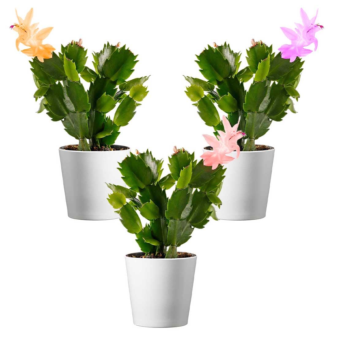 American Plant Exchange Live Christmas Cactus 3-Pack – 4-Inch Pot Cover – Easy Care Flowering Succulents with Festive Blooms for Holiday Home Décor, Kitchens, Offices & Indoor Winter Displays