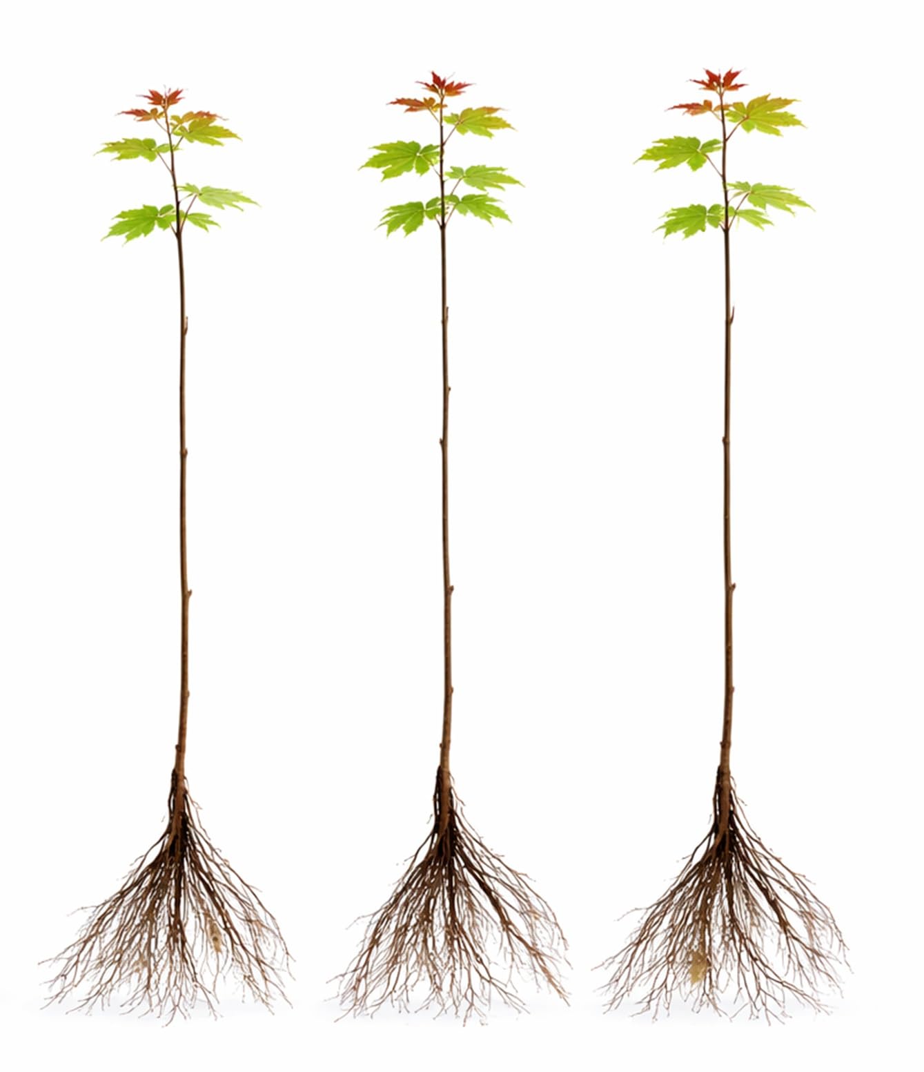 2 Red Maple Trees (Acer rubrum) Live Plants – Brilliant Red Fall Color, Fast-Growing Shade Tree, Ideal for Landscapes & Yards (2 Tree Plants)