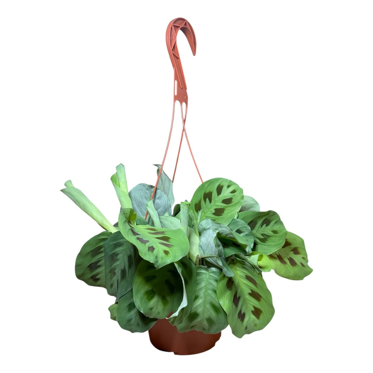 Hopewind Plants Shop Live Plant, Green Maranta Prayer Plant, Pet-Friendly, Air Purifying, Gorgeous Live Indoor Plant, Easy to Care and Rare Variety 6 inch Pot