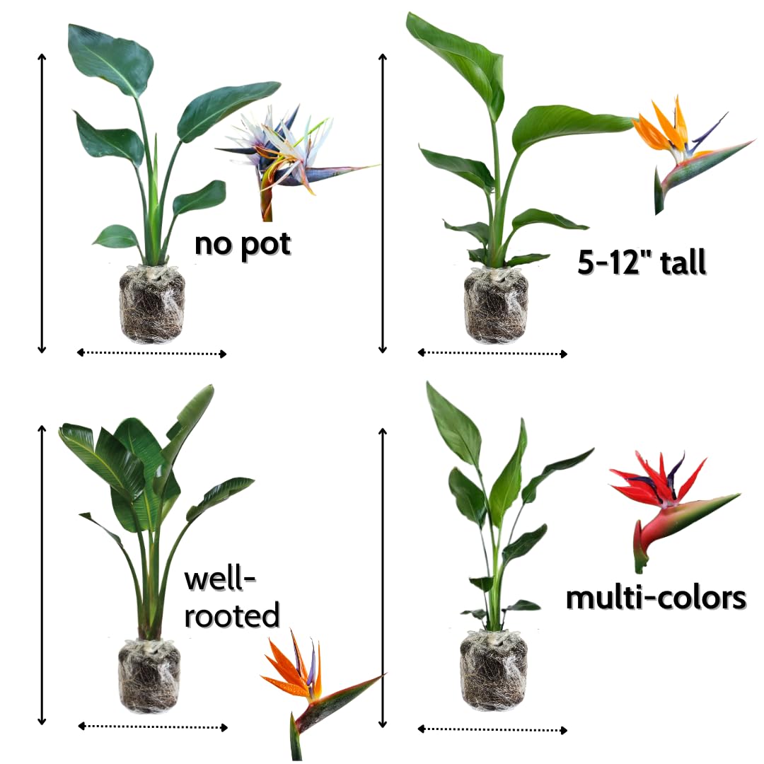1 Assorted Bird of Paradise Live Plant, Vibrant Tropical Houseplant Flowers Strelitzia Reginae Size 5 to 9 Inc Tall, No Pot, Well-Rooted, Hardy