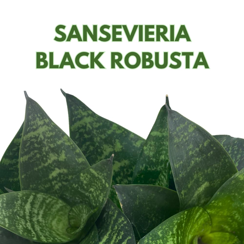 BubbleBlooms Snake Plant Black Robusta in 2 inch Pot, Green Striped Snakeplant, Sansevieria trifasciata