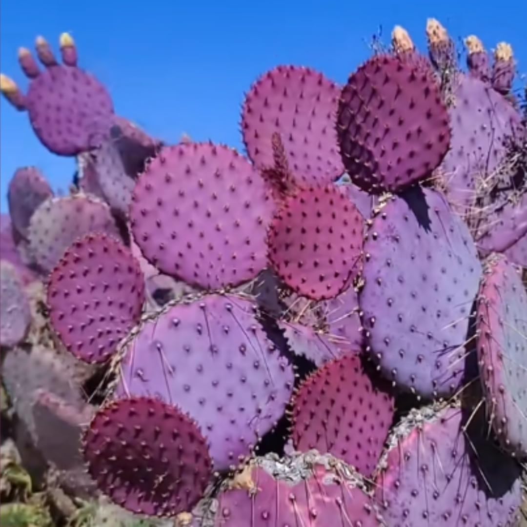 Live Purple Prickly Pear Cactus Plants, Hardy Perennial Succulents Plant, 3.5 Inch Pot for Outdoor Garden
