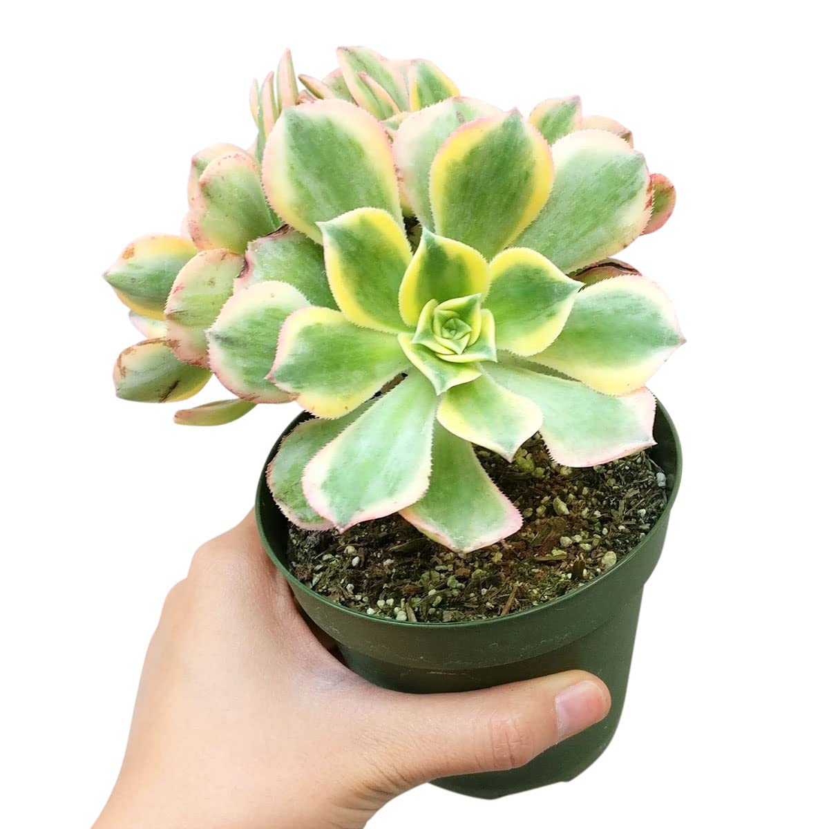Aeonium Sunburst Copper Pinwheel - Live Succulent Plant, 4 Inch Pot, Variegated Green Yellow Rosette Leaves with Pink Edges, Easy to Care Plant for Home Garden Decor, Plant Gifts (Plastic Pot, 4 Inch)
