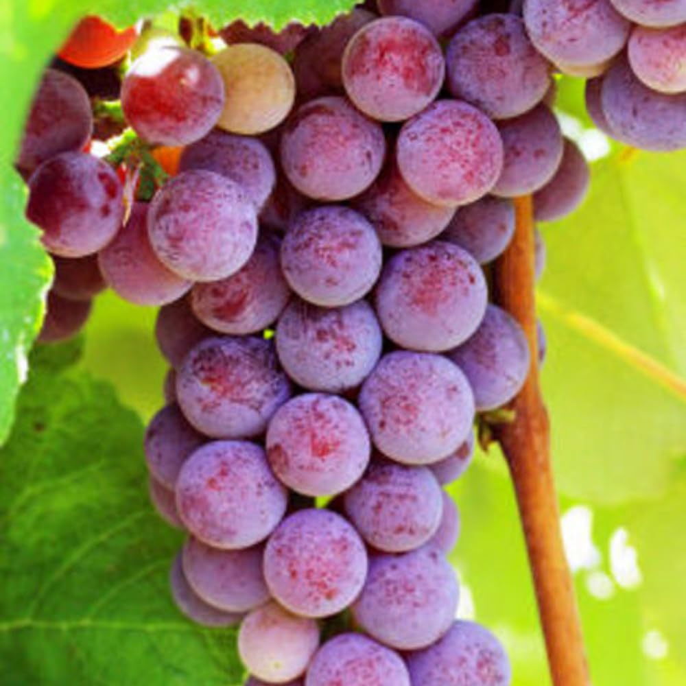 Grape Vine Plant Live for Planting Outdoors, Grape Plant Live Grape Tree to Grow 1-2 Years Old Well-Rooted, Black Grape Fruit Tree Live Plant (Red Grape)