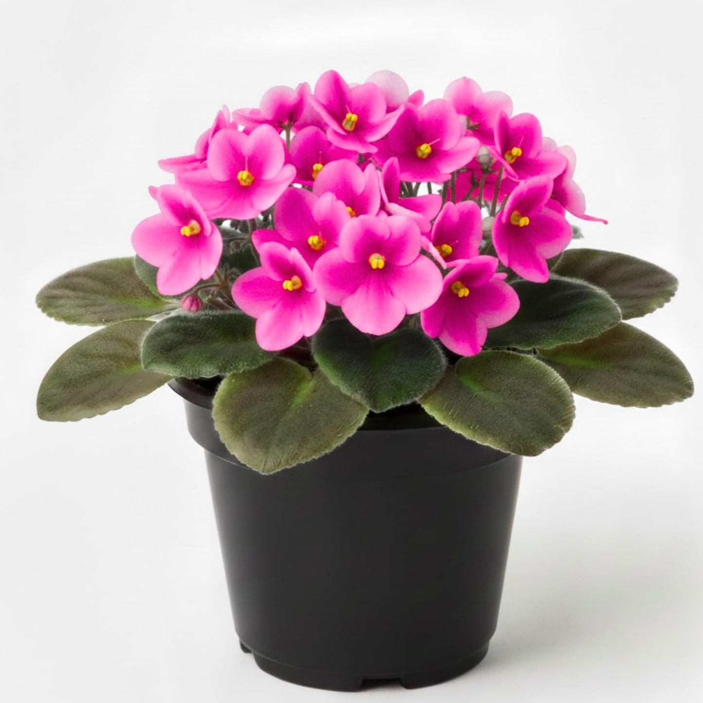 Pink African Violets Live Plants, 4 Inch Pot African Violet Plant, Vibrant Flowers, Perennial Flowering Houseplant