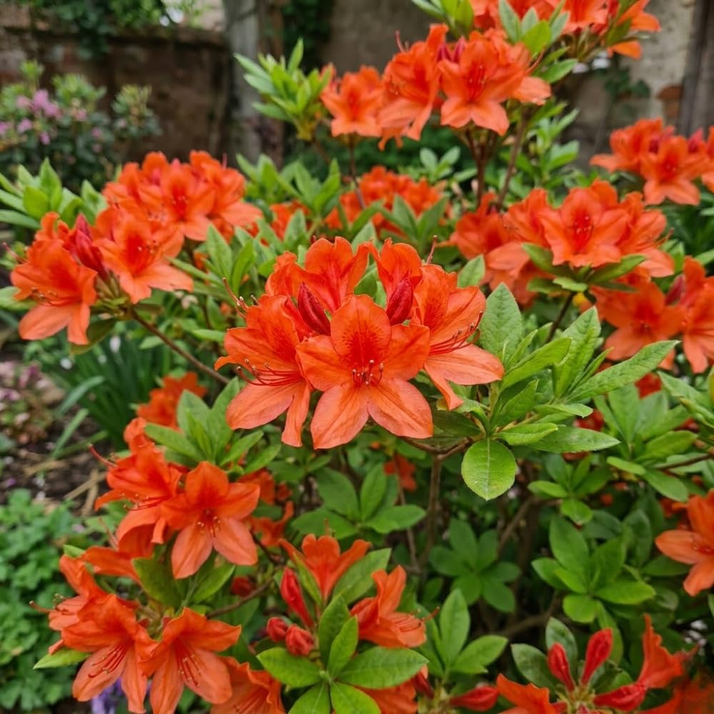 Azalea Live Plant, Live Azalea Plants, Flowering Shrub with Vibrant Red Blooms, 4-7 Inches Tall in 4 Inch Pot (Orange)