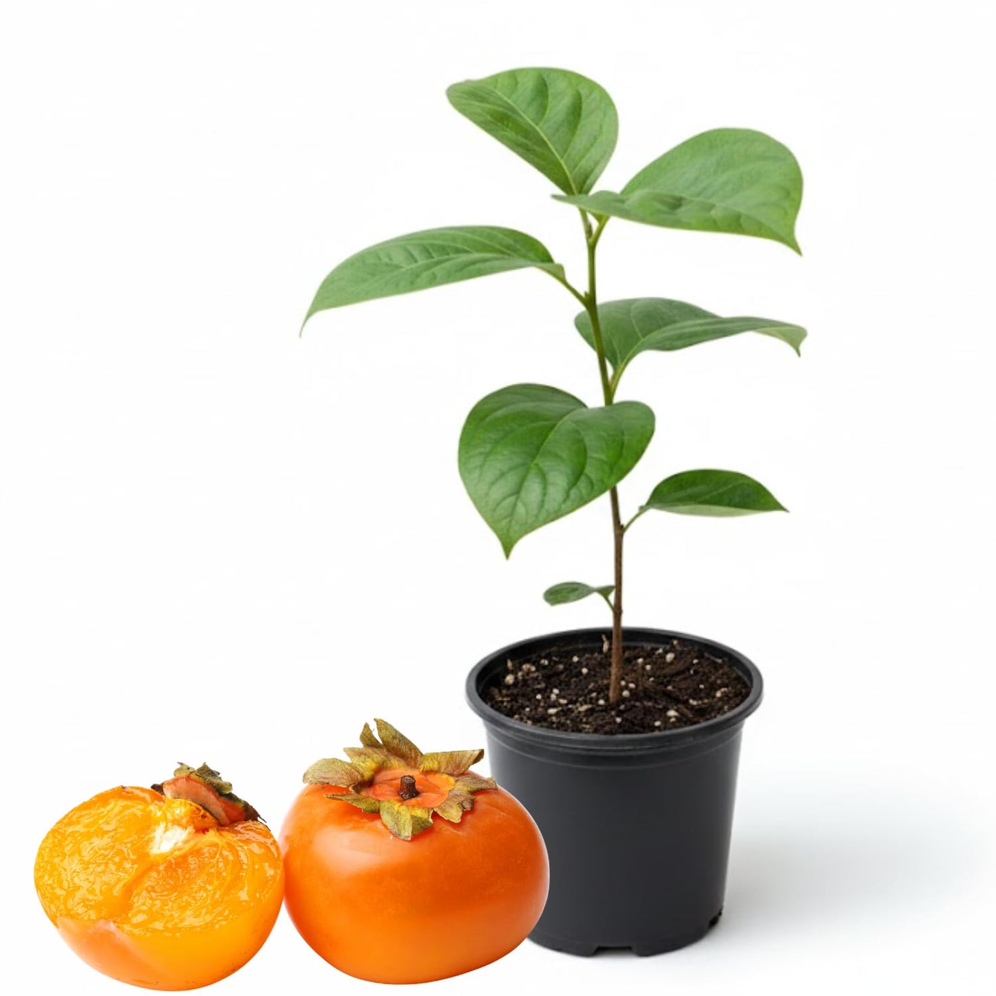 Persimmon Tree Live Plant in Quart Pot, 8-12 Inch Live Persimmon Plant, Cold Hardy Fruit Plants for Home Garden Planting