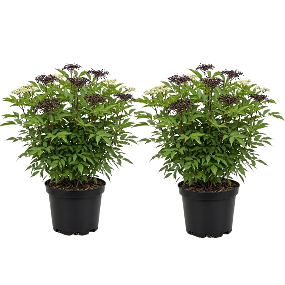 2 Elderberry Plants Live for Planting, Quart Pot Elderberry Bush, Fast Growing, White Flowering Shrub with Dark Berries, Ideal for Garden & Landscape