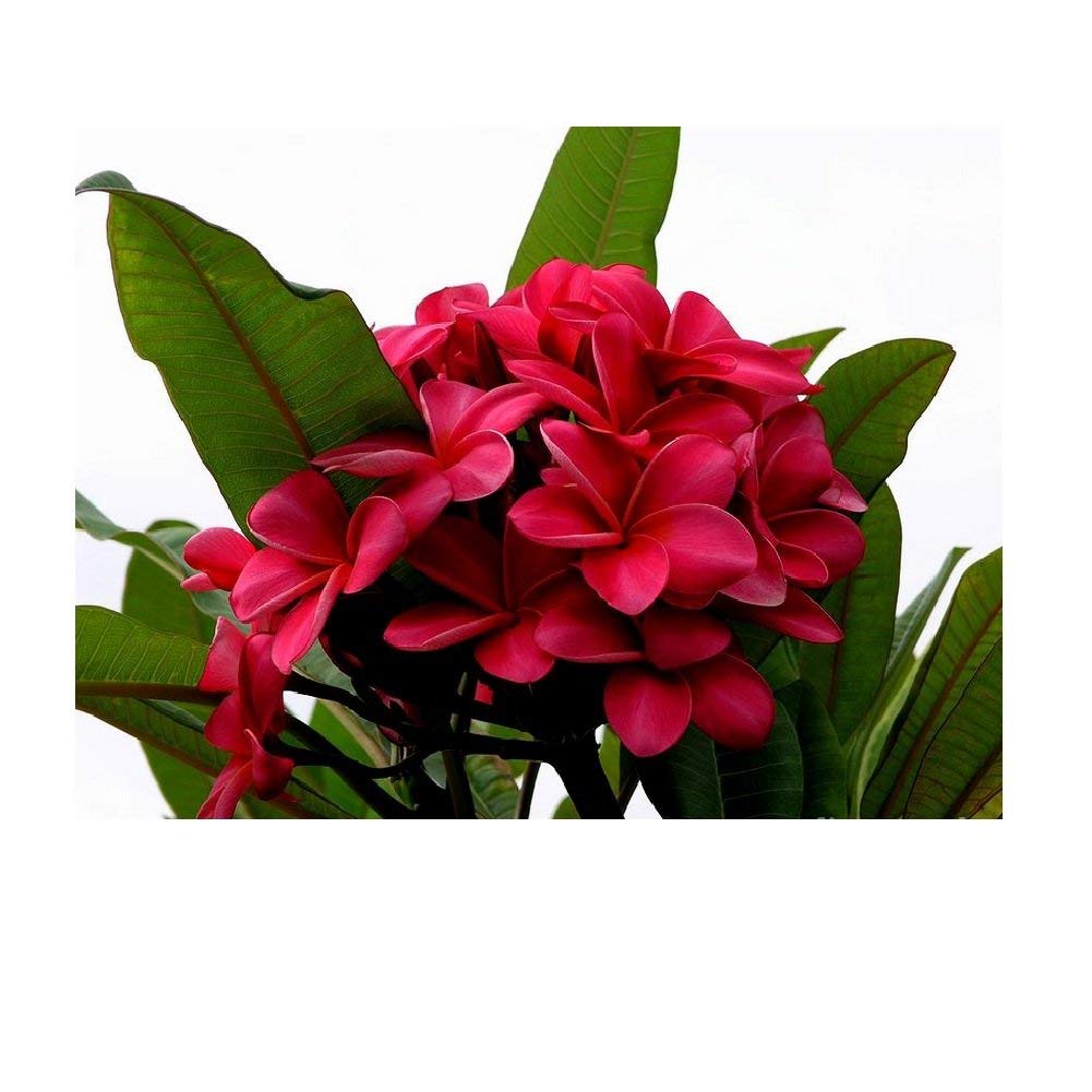 Hawaiian Red Plumeria Plant Cutting Live 9-12" Frangipani Lei Flower Easy Root Indoor Outdoor Houseplant