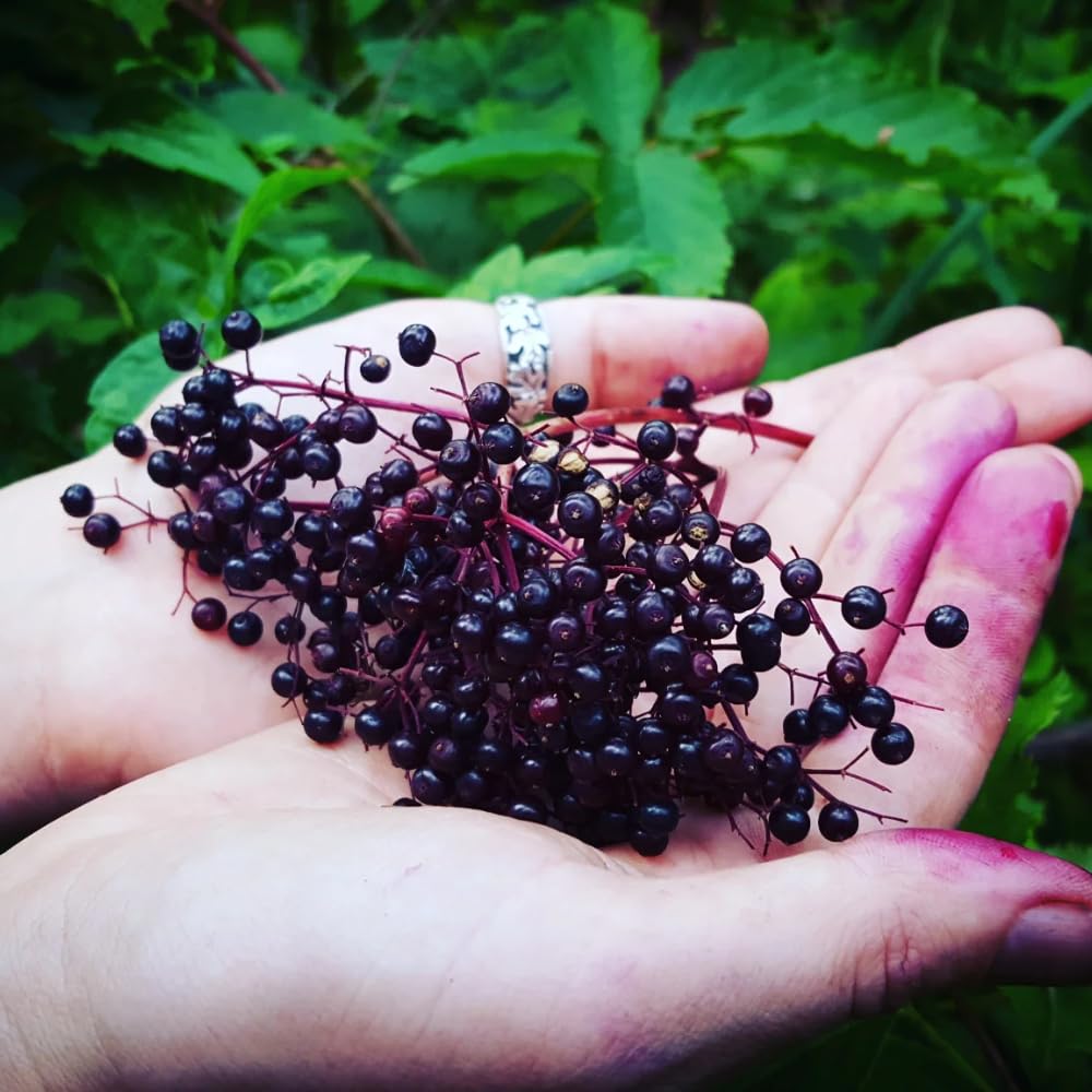 Elderberry Plant Live, 6-12" Height, Hardy Perennial Black Elderberry Bush for Outdoor Planting, in Pot