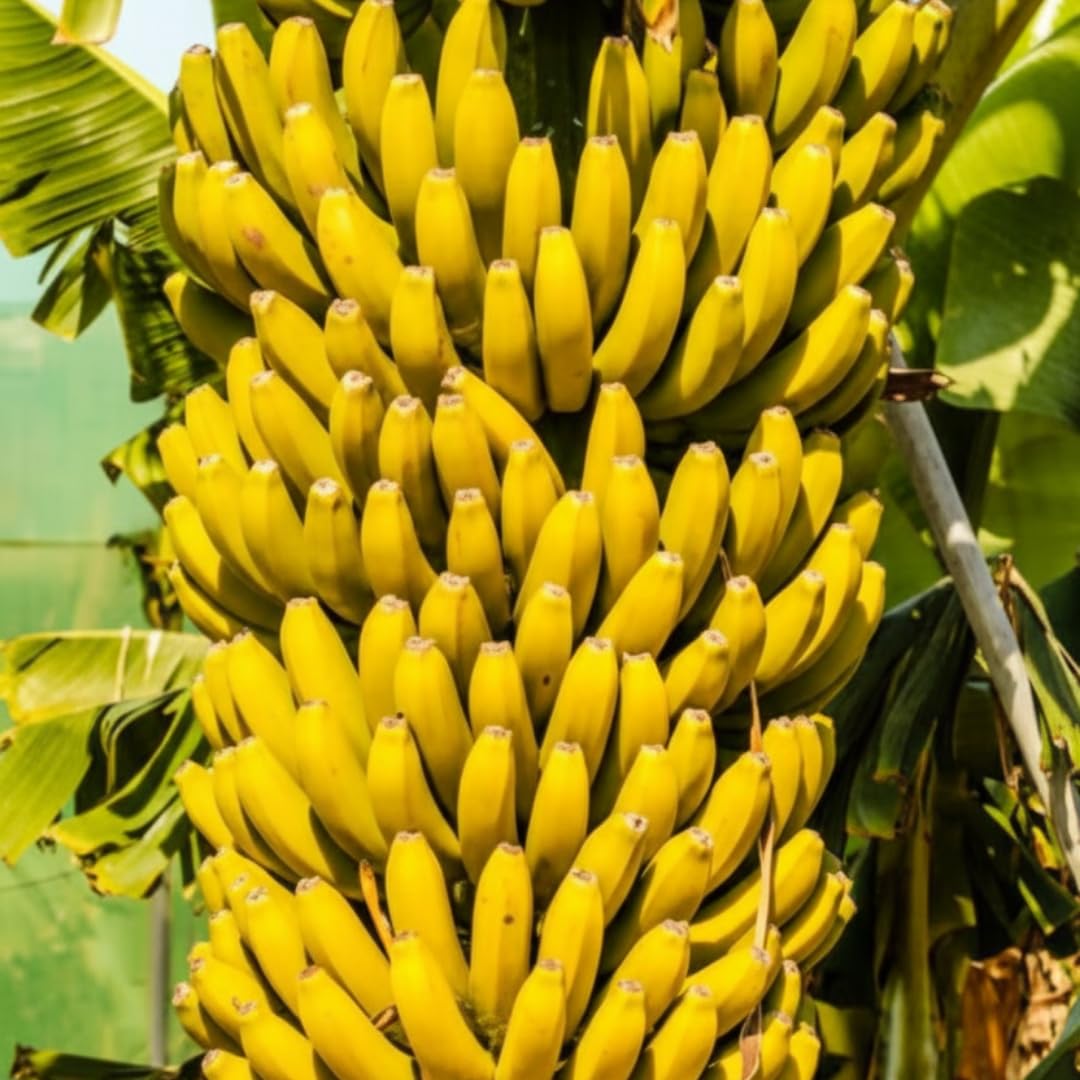 Banana Plant Live, Dwarf Cavendish Banana Tree Live Plant, Hardy Banana Fruit Seedling 4 to 8 Inch Tall, Indoor Outdoor