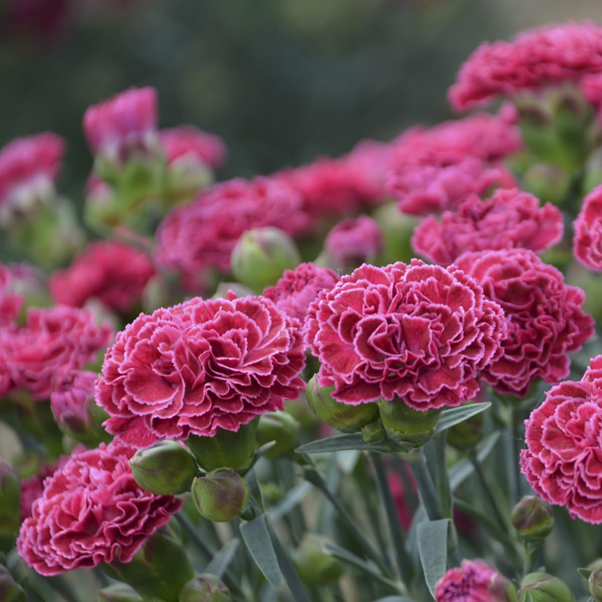 Live Plant from Green Promise Farms - PW, Dianthus Fruit Punch Raspberry Ruffles Pinks, Pink w/White Edge Flowers #1 Size Container - Does NOT Ship to AZ, CA, HI, ID, MT, NV, OR, PR, UT & WA!!!