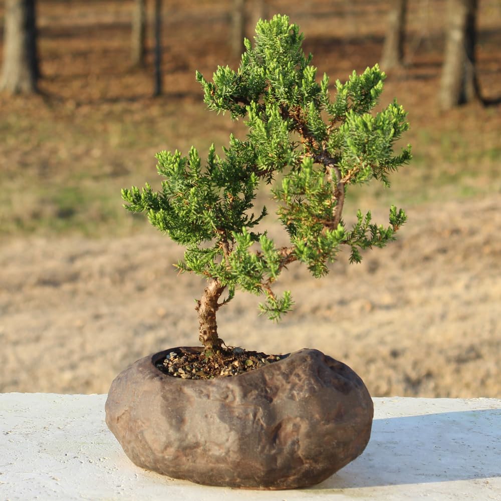 Brussel's Bonsai Live Green Mound Juniper Bonsai Tree - Medium, 5 Year, 6 to 10 Inches - Outdoor Bonsai Tree Live with Rock Bonsai Pot
