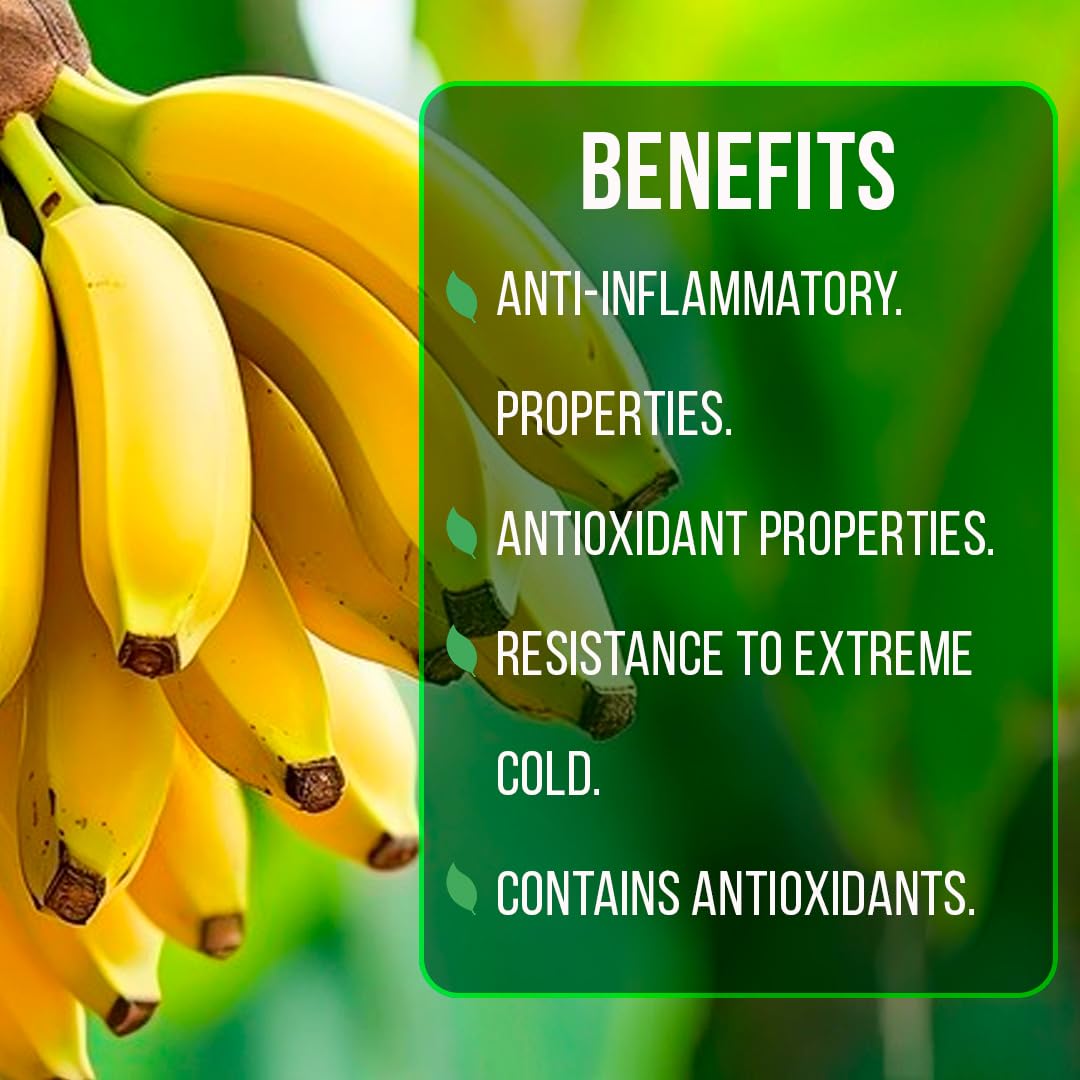 Banana Basjoo Plants (4 Pack) – Live Cold Hardy Banana Plants for Planting, Fast-Growing Ornamental Musa for Garden or Pots, Tropical Foliage, Thrives in Zones 5–11