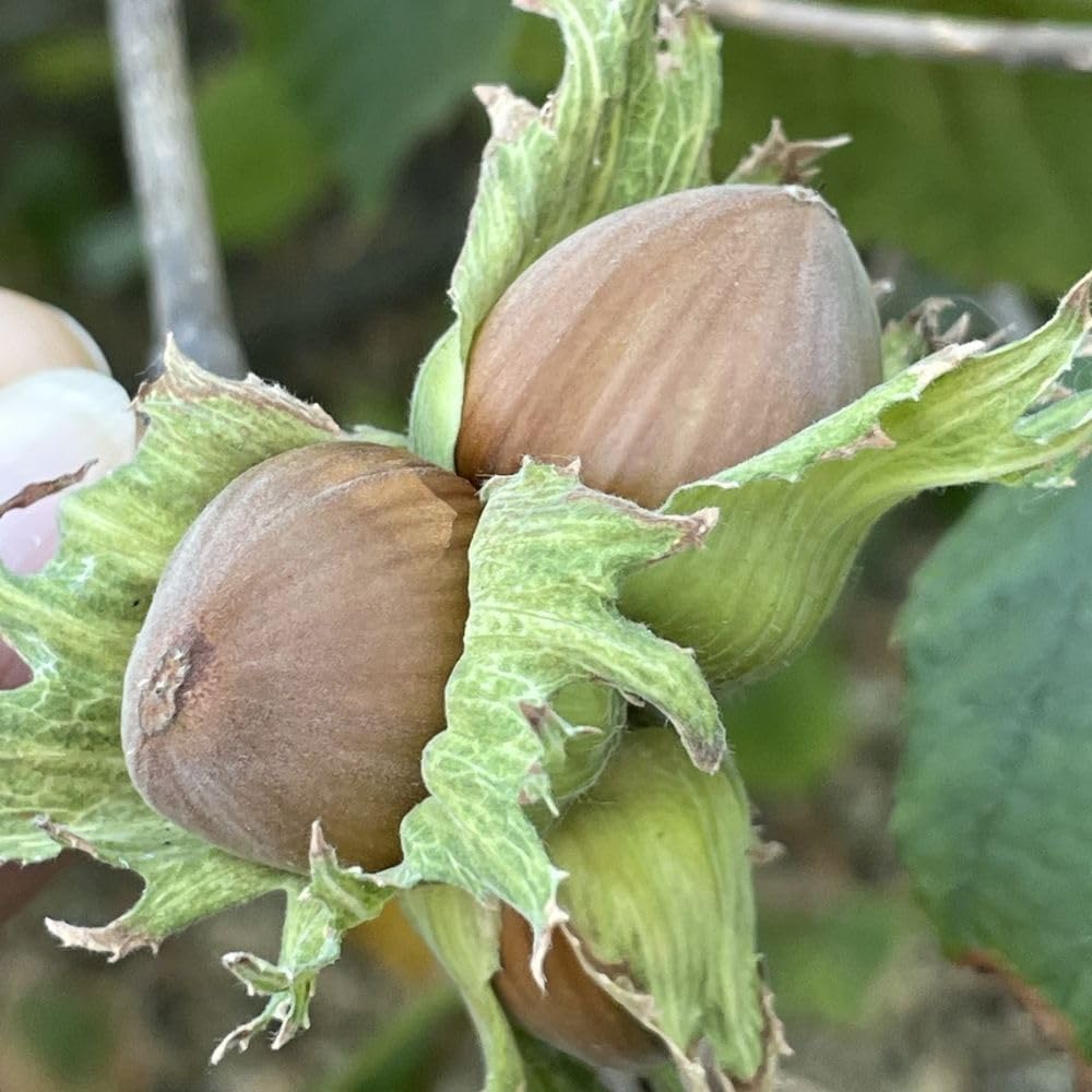 Live American Hazelnut Tree Plant in 3 Gallon Pot, Hazelnut Plant Live 2-3ft Tall, Hardy Nut Tree for Planting Outdoor Garden, No Ship to CA