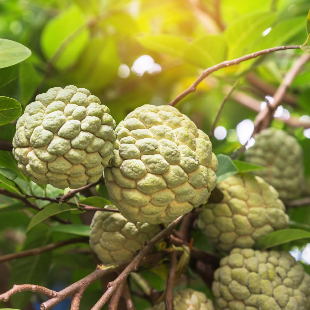 Green Sugar Apple Tree Live Plant, Tropical Custard Apple Fruit Plant, 1-2 Ft Tall in 1 Gallon Pot, Hardy, Cold Climate Ready, No Ship to CA,HI,AK