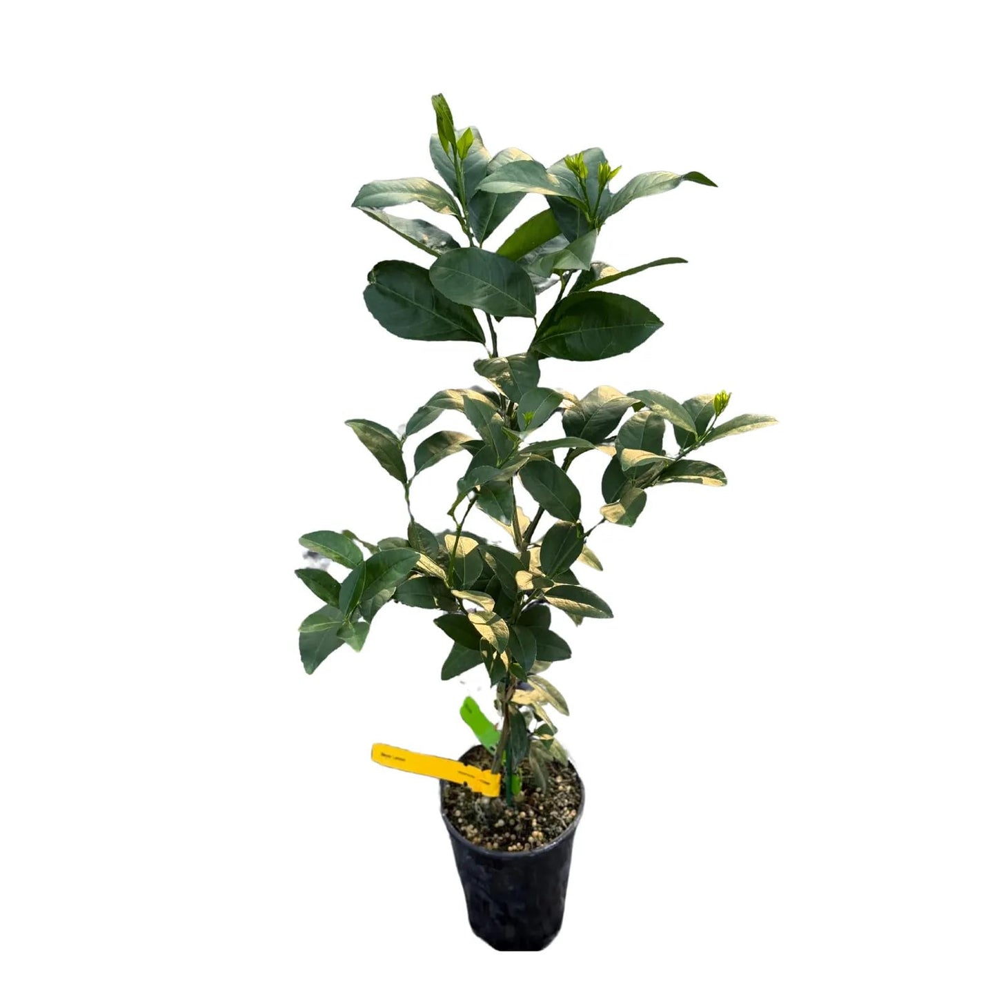 Persian Lime Citrus Fruit Tree Live Plant | Grafted Lime Plants | House for Beginner | Houseplants for Indoor Outdoor Garden | Edible Plants (Heat Pack Included)