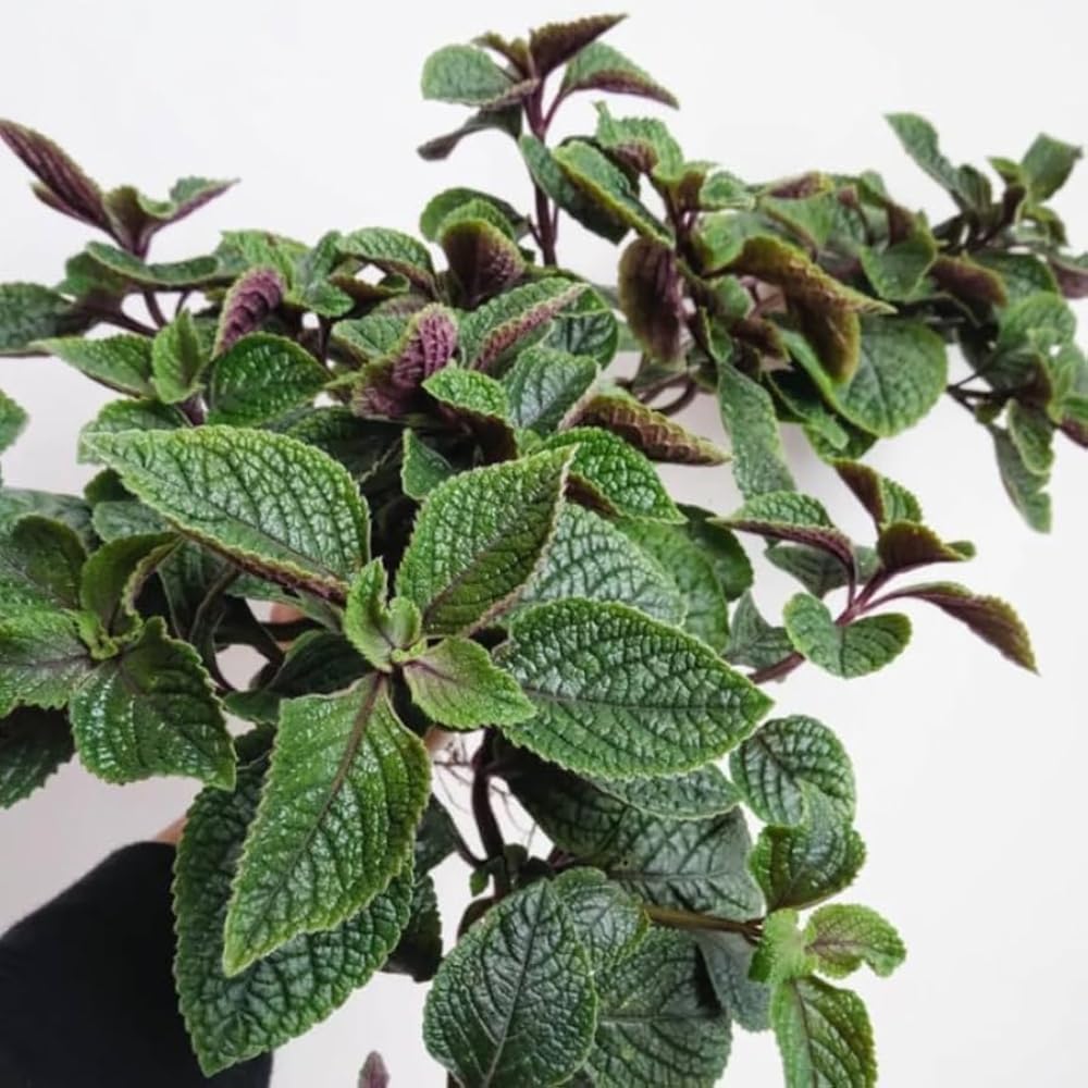 Plectranthus Purple Swedish Ivy Plant Live Houseplants Indoors Live Swedish Ivy Mint Herbs, in 4 Inc Pot