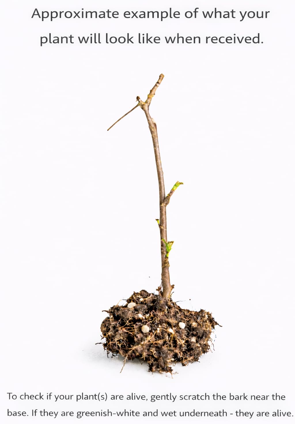 Red Gooseberry Shrub - 6-12" Tall Live Plant - Goose Berry Bush Seedling - Edible Berries