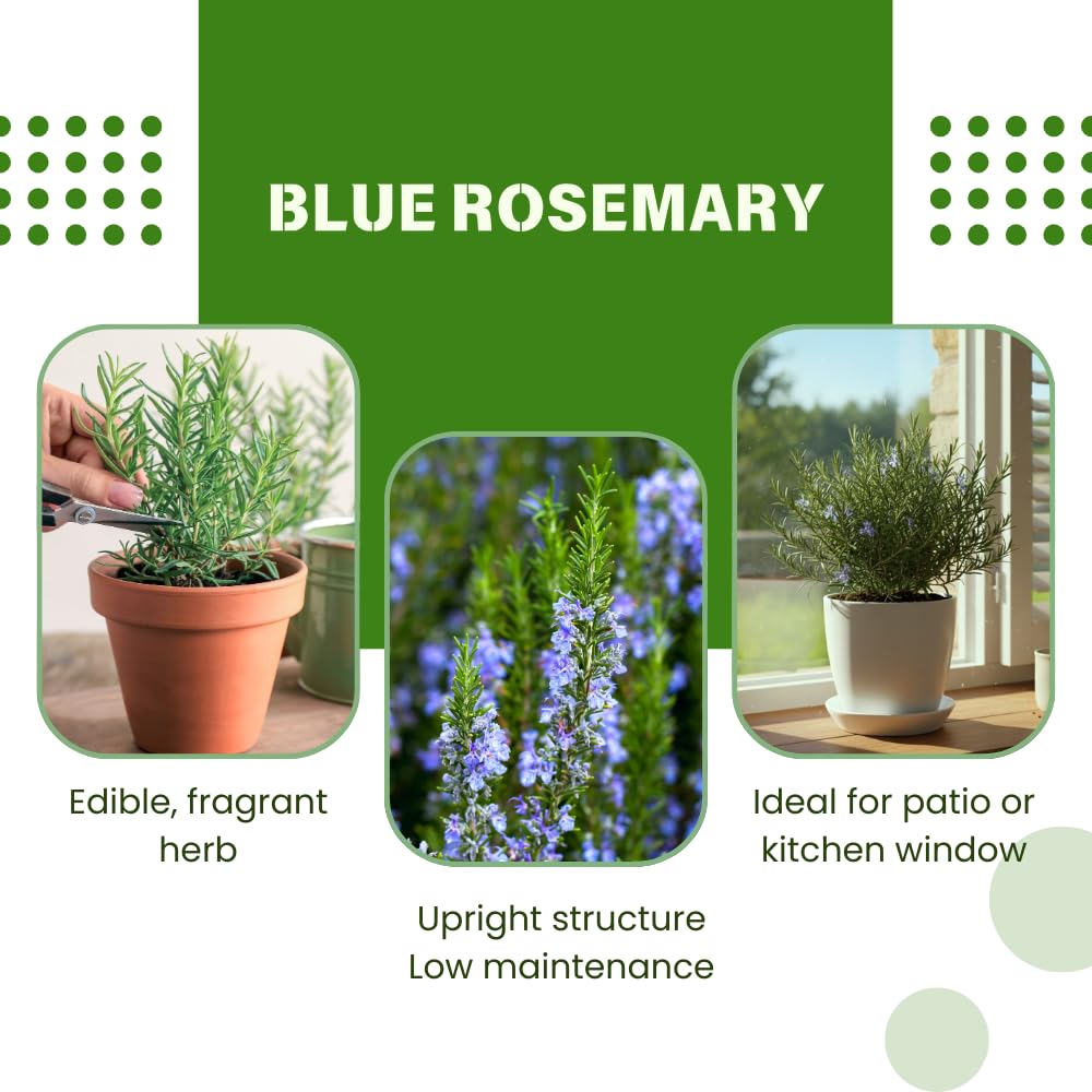 Set 3 Blue Rosemary Plants Live, Rosemary Live Plant, Edible and Fragrant Herbs, Rosemary Seedling for Indoor Outdoor Planting, 4-6 Inches Starter Plant