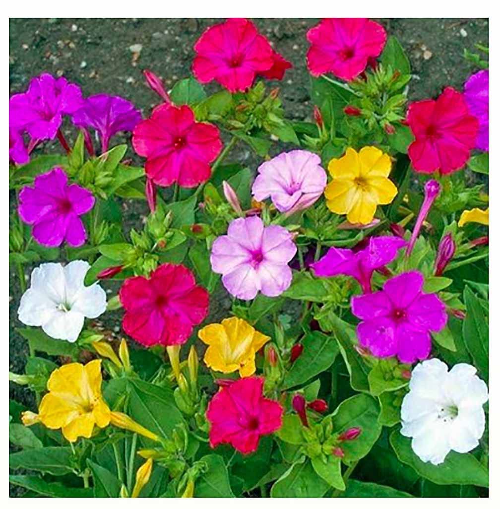 80 Mixed Four O'Clock Seeds - Tender Perennial that Reseeds Easily