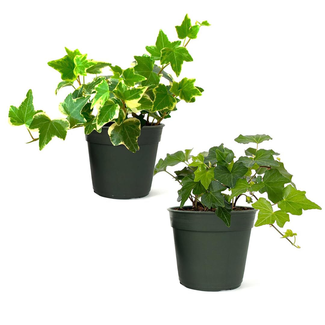American Plant Exchange English Ivy Bundle, 2 Pack 4-Inch Pots, Green and Variegated, Vining Houseplants, Live Indoor Plants, Fast Growing, Easy to Care, Versatile Home & Garden Décor