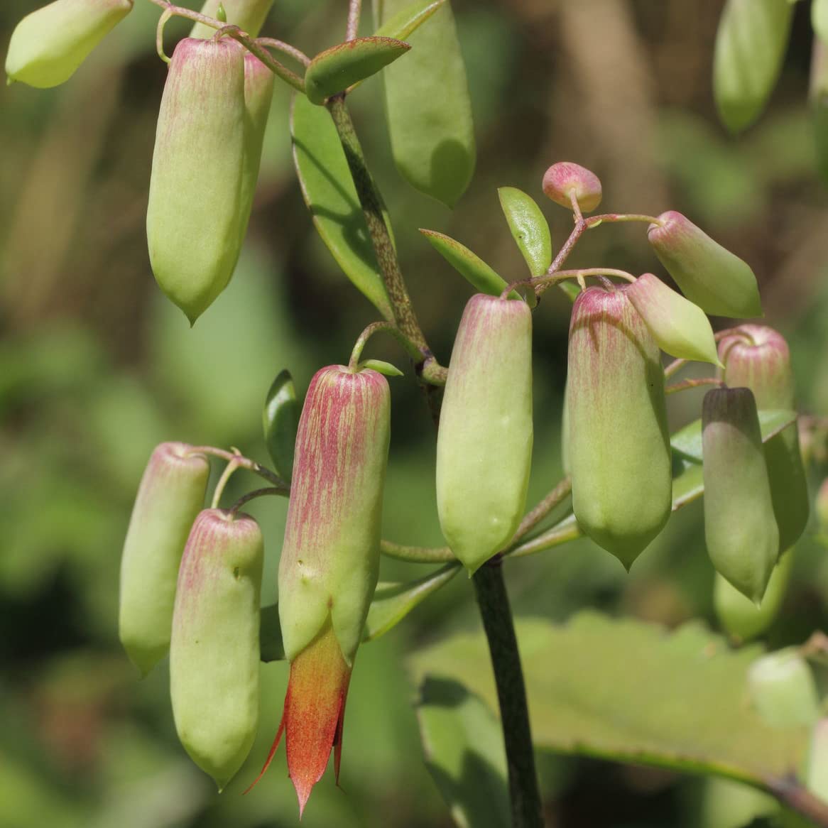 Kalanchoe Pinnata, Life Plant, Goethe, Miracle Leaf Rooted Plant ●LIVE PLANT ●