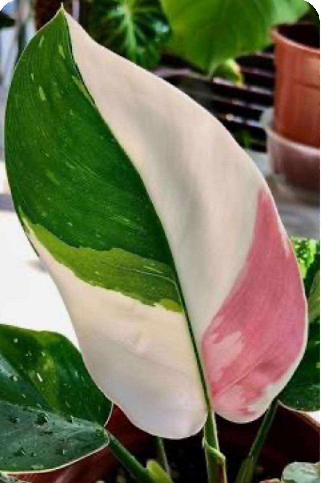 Live Plant - White Princess Pink Tricolor Half Moon Philodendron-Small Rooted Starter Plant