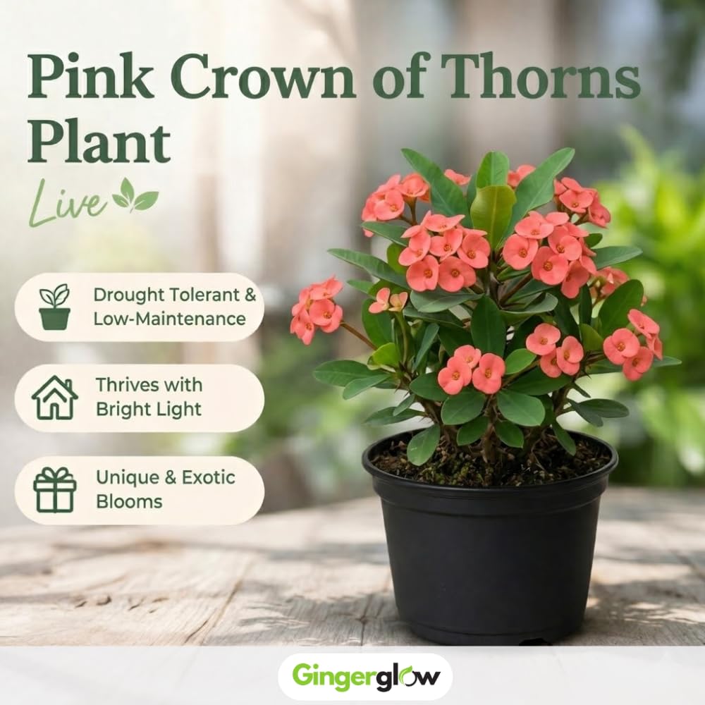 Pink Crown of Thorns Plant, 4-8 Inch Tall Euphorbia milii, Low Maintenance, Easy to Grow, Hardy Perennial Flowering Succulent for Indoor & Outdoor Use