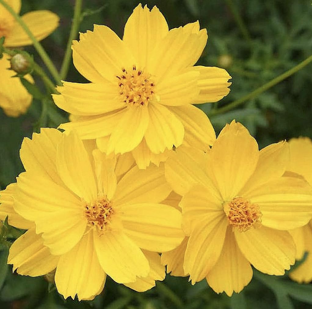 Gold Crest Cosmos - Long Blooming Season - 2 to 3 Feet Tall