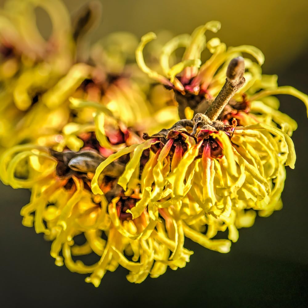 Witch Hazel Plant Live, Witch Hazel Bush Shrub Plants in Quart Pot for Planting, Dormant in Winter