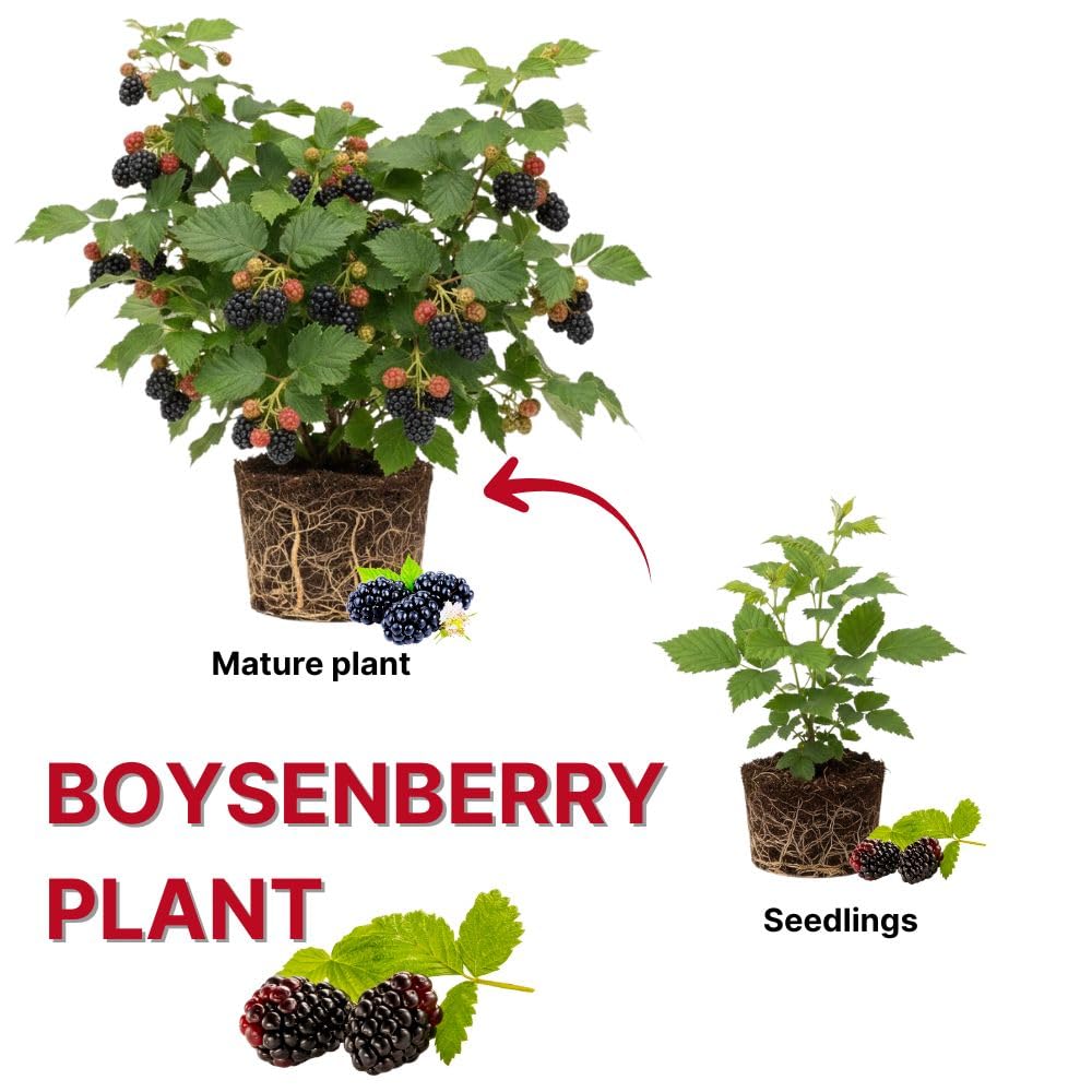 Combo 2 Boysenberry Plant 4 to 7 Inch Tall, Sweet Berry Bush Plants, Hardy Berry Fruit Plants Live for Planting Outdoor Garden, No Pot