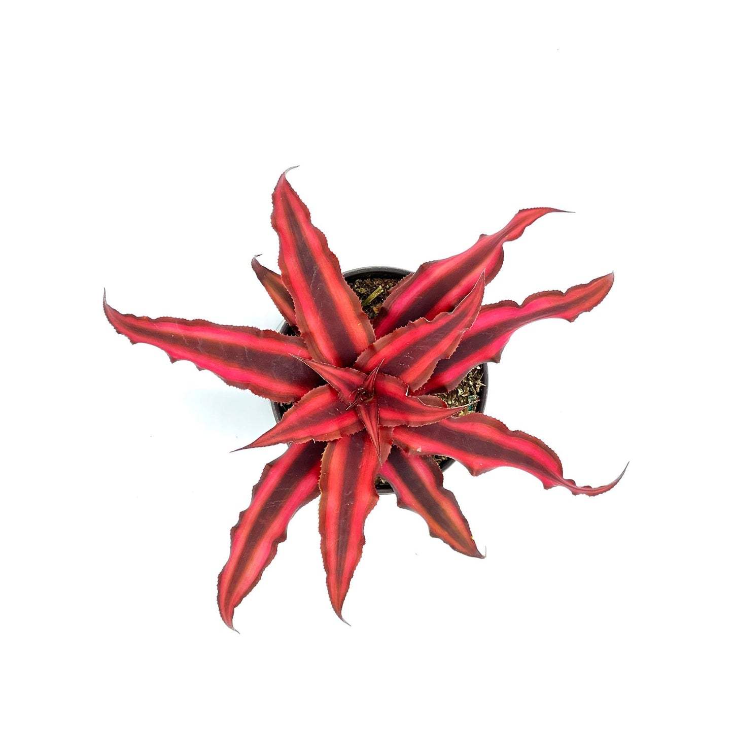 ragnaroc Live Plants – Cryptanthus ‘Red Star‘, 4-8" in 4" Pot - 1ct - Live Arrival Guaranteed - Succulents and House Plants for Home Decor & Gift