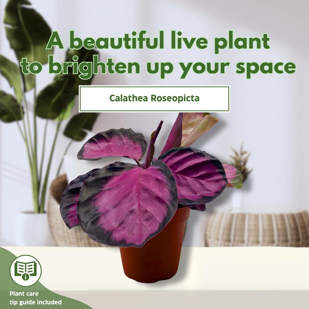 BubbleBlooms Calathea Rosie, in 4 inch Pot, Pink Picturata, Hot Pink Roseopicta, Rosey Pink Star, Rosy Prayer Plant