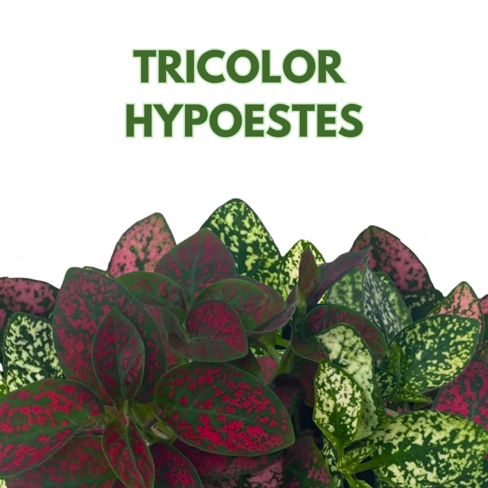 BubbleBlooms Tricolor Hypoestes phyllostachya 2 inch Set of 3 Flamingo Polka Dot Plant Red White and Pink Tiny Mini Pixie Plants