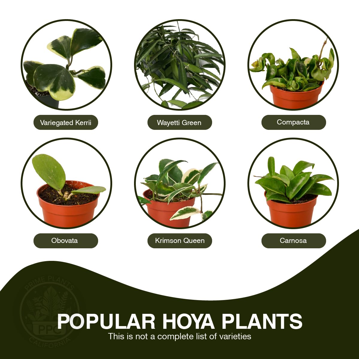Hoya Plants 4 Live Houseplants in 4" Pots - Variety Assortment 4 Pack Hoya Plants - Pet Friendly Plants - Air Purifying Plants - CA Seller (Pack of 4 Hoya Plants)