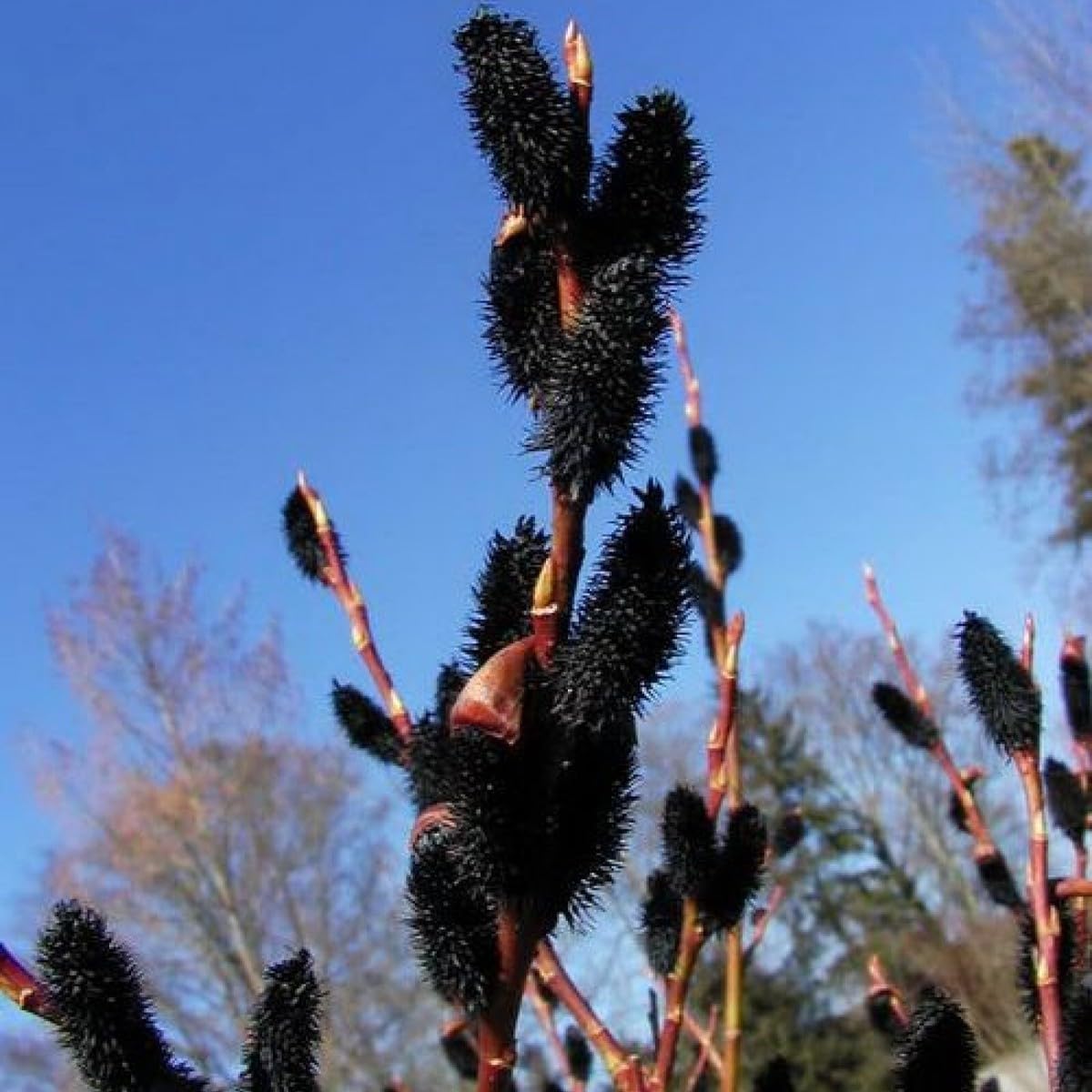2 Black Pussy Willow Tree Cuttings to Grow - Fresh Cuttings, Ready to Plant