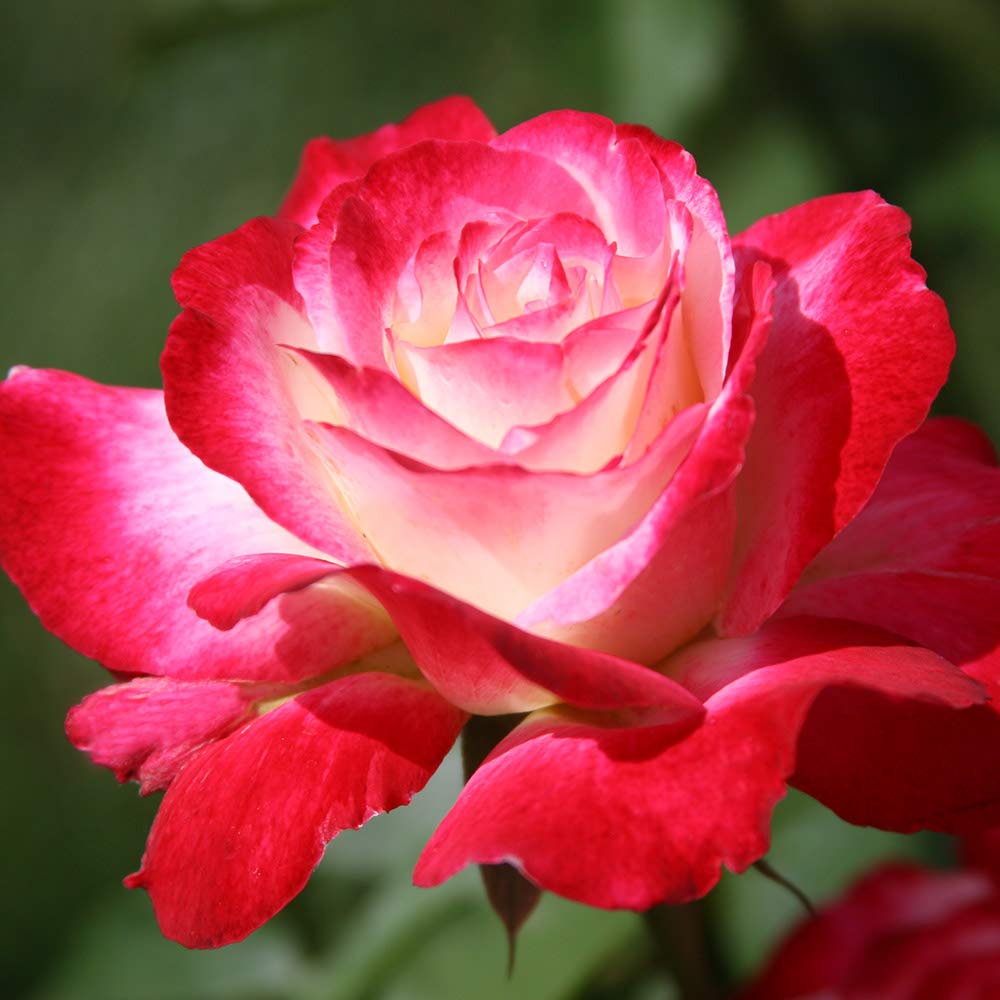 Heirloom Roses Hybrid Tea Rose Plant - Double Delight® Fragrant Rose Bush, Red and White Plant for Outdoor Planting