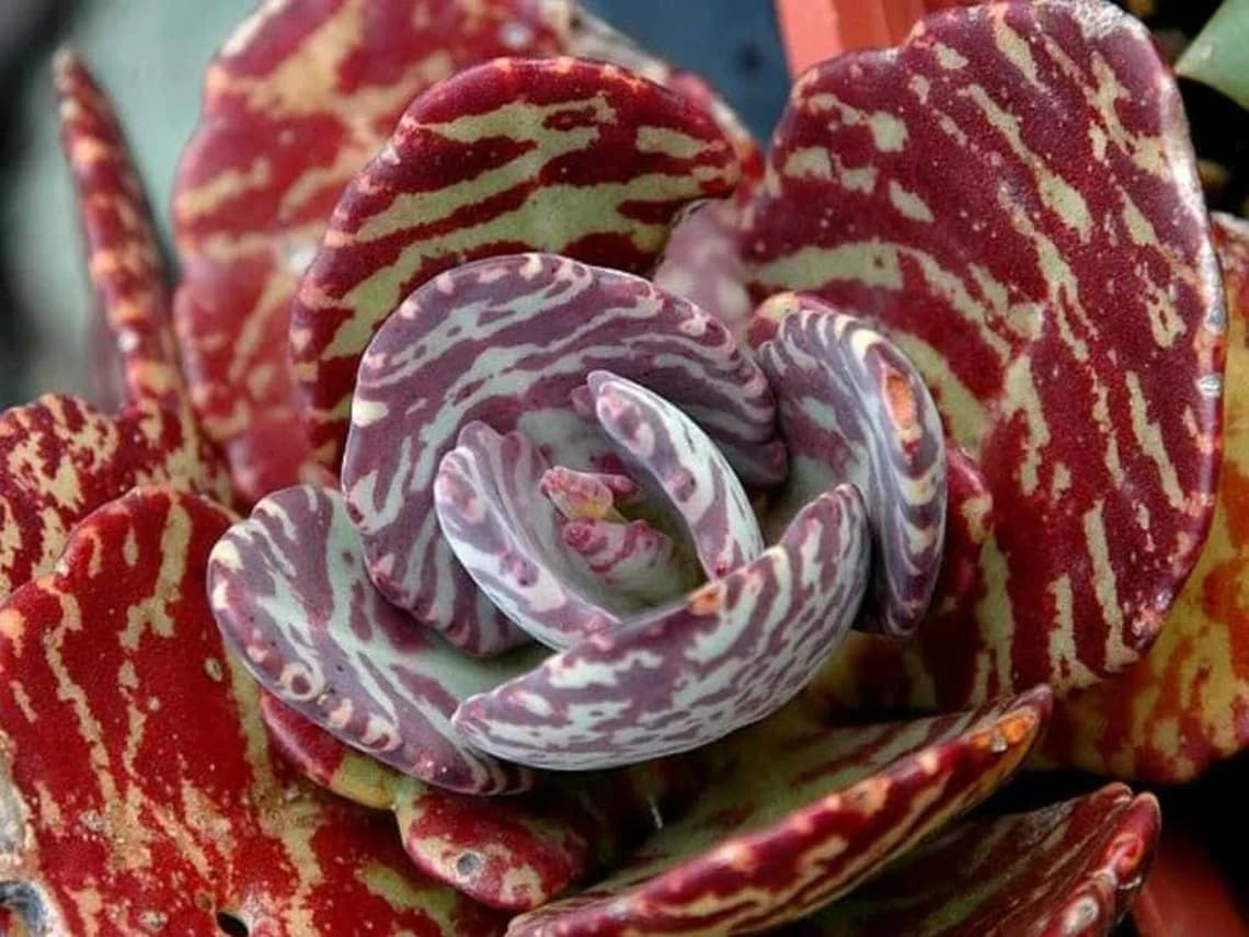 Tiger Kalanchoe Humilis Desert Surprise Rare Succulent Exotic Cactus 2'' Plant