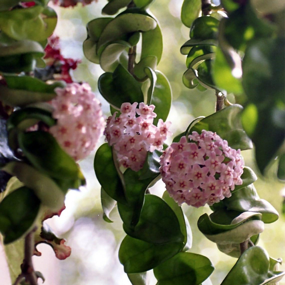 American Plant Exchange Hoya Compacta Hindu Rope, 6-Inch Pot, Live Flowering Wax Plant, Exotic Indoor Houseplant