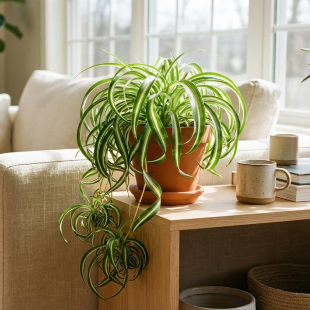 Curly Spider Plant Live Plant in 3.5 Inch Pot, Indoor Houseplant with Curled Leaves, Easy Care Spider Plant for Home Office Decor