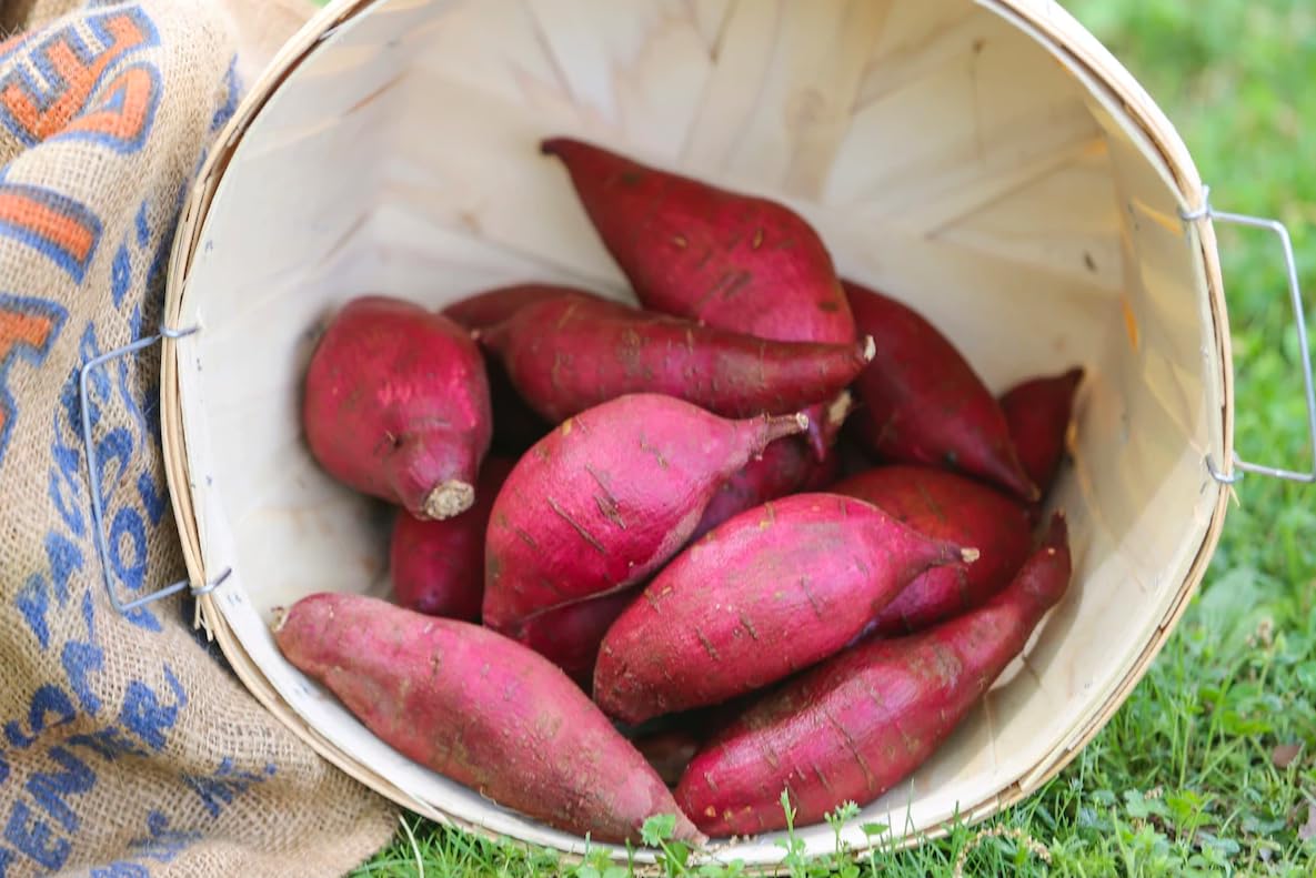 10 Red Sweet Potato Slips for Planting Outdoors, Sweet Potato Planting, Sweet Potato Vine Live Plant, Sweet Potato Vine Plant, Sweet Potato Plants Live Cuttings