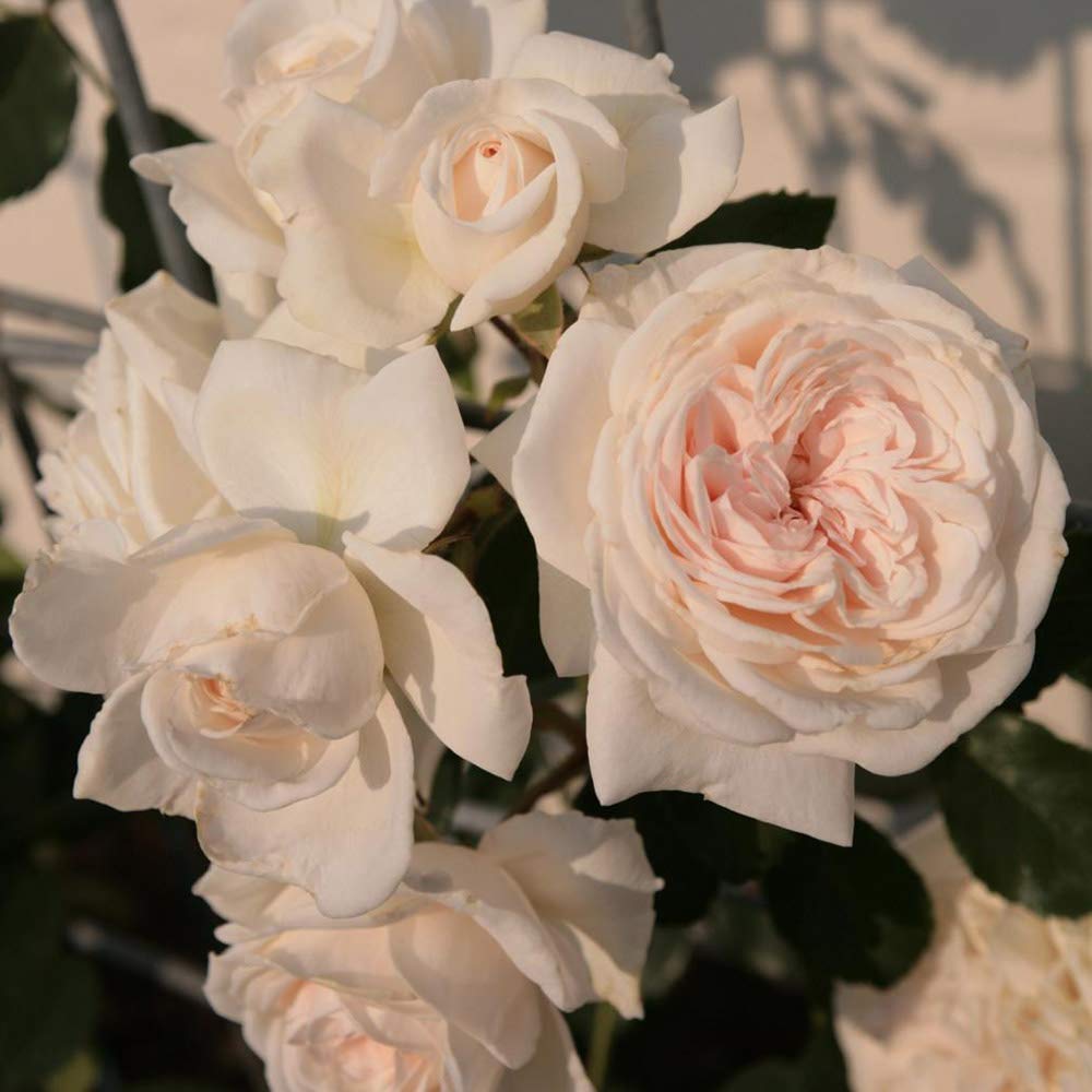 Heirloom Climbing Roses, Live Own Root Plant for Outdoor Garden, Arborose® Honeymoon, Moderately Fragrant, Hardiness Zones 5-9, Repeat Blooming
